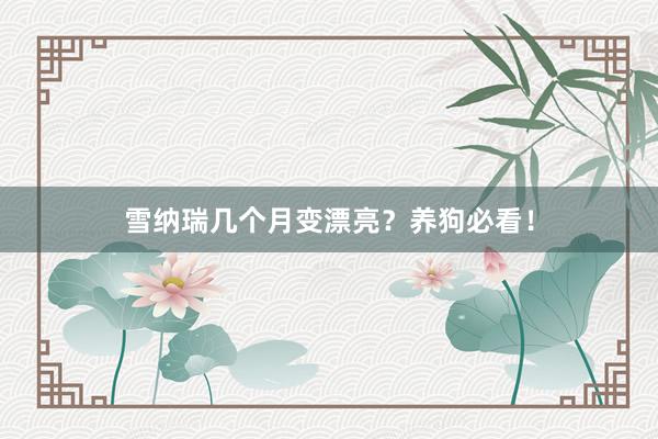 雪纳瑞几个月变漂亮？养狗必看！